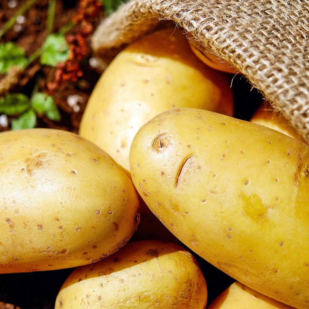 <p>Potatis</p>