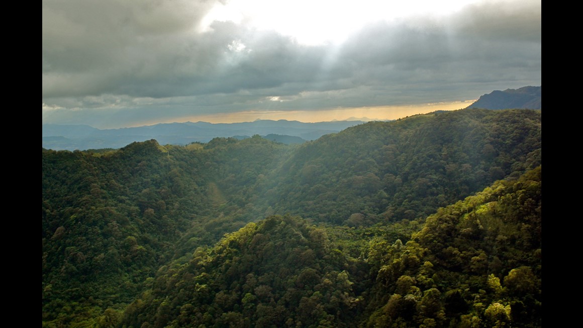 Bevarad skog i Nicaragua Foto: Johanna Grant